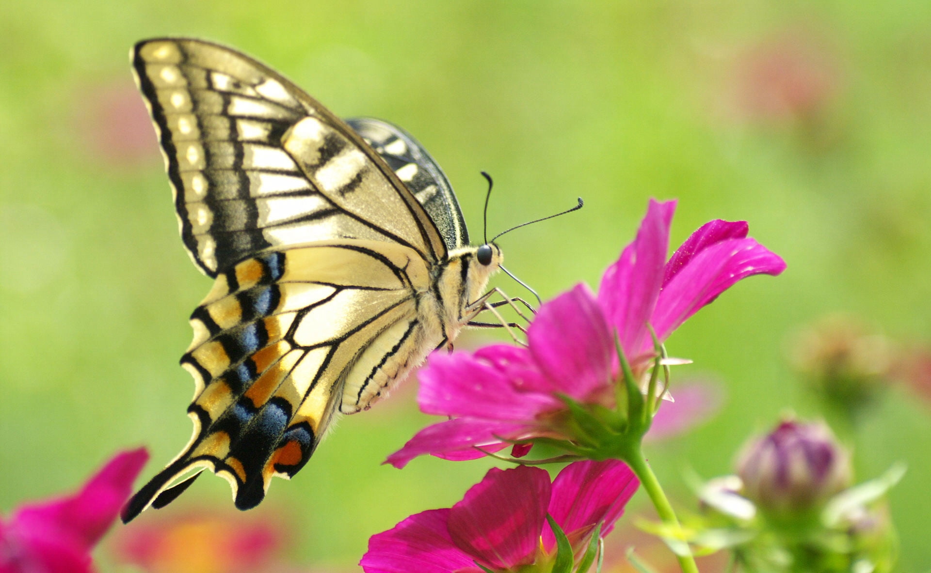 Tiger Swallowtail butterfly perched on purple petaled flower closeup photography during daytime